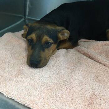 Mixed Breed Dogs Available for Adoption in Marshall, Virginia - Pat Benatar-003838 | PetCurious