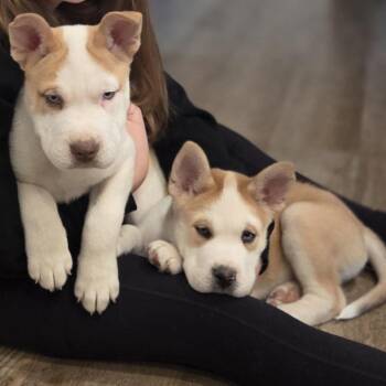 Husky Dogs Available for Adoption - Fiona | PetCurious
