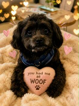 Archie -  Miniature Poodle Dog for Adoption in New Smyrna Beach, Florida - Archie | PetCurious