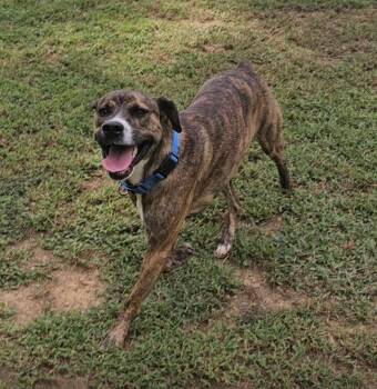 Arlo -  Plott Hound Dog for Adoption in Tampa, Florida - Arlo | PetCurious