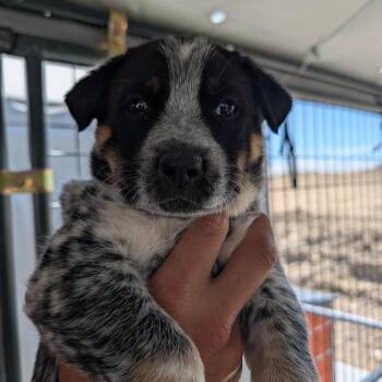 Cookie -  Australian Shepherd and Mixed Breed Dog for Adoption in Phoenix, Arizona - Cookie | PetCurious