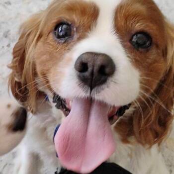 Aiden H 26110 -  Cavalier King Charles Spaniel Dog for Adoption in Parker, Colorado - Aiden H 26110 | PetCurious