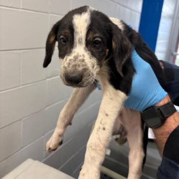 Australian Cattle Dog Blue Heeler Dogs Available for Adoption - Benjie | PetCurious