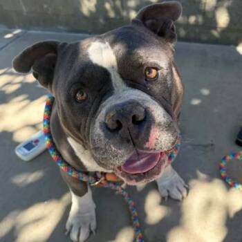 Hippo -  Pit Bull Terrier Dog for Adoption in Yucaipa, California - Hippo | PetCurious