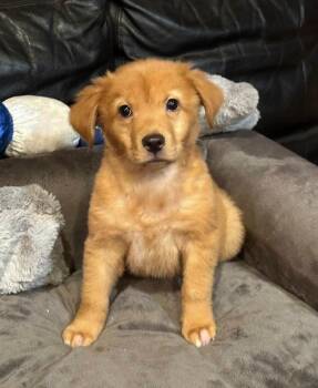 Eli -  Golden Retriever Dog for Adoption in Milton, Georgia - Eli | PetCurious