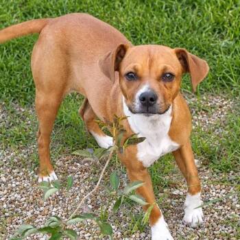 Chihuahua and Basenji Dogs Available for Adoption in Austin, Texas - Faith LK | PetCurious