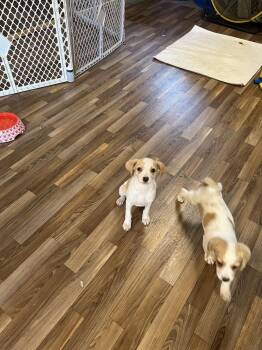 Leonard -  Rat Terrier and Beagle Dog for Adoption in Waterloo, Illinois - Leonard | PetCurious
