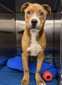 Mastiff and Yellow Labrador Retriever Dogs Available for Adoption in Plaquemine, Louisiana - Apollo | PetCurious