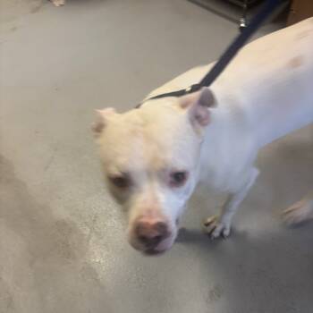 Rescue Mixed Breed Dogs for Adoption in Philadelphia, Pennsylvania - Blanco | PetCurious