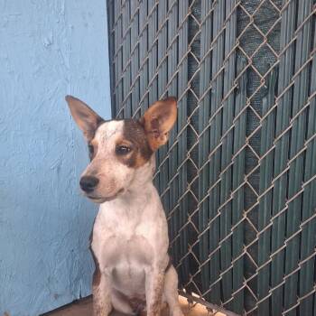 Bubbles -  Mixed Breed Dog for Adoption in Flagstaff, Arizona - Bubbles | PetCurious