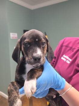 Beagle Dogs Available for Adoption in Conway, South Carolina - Waylon | PetCurious