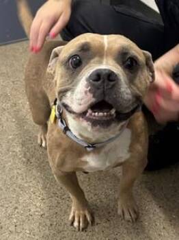 Noodle -  Bulldog Dog for Adoption in Cleveland, Ohio - Noodle | PetCurious