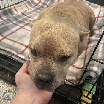 English Bulldog and Mixed Breed Dogs Available for Adoption in Port Charlotte, Florida - Poundcake | PetCurious
