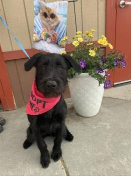 KOVU -  Airedale Terrier and Mixed Breed Dog for Adoption in Fairbanks, Alaska - KOVU | PetCurious