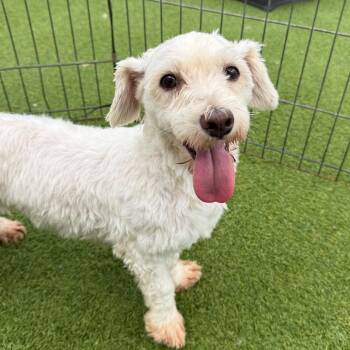 Lamb 0279 -  Maltese and Havanese Dog for Adoption in Loxahatchee Groves, Florida - Lamb 0279 | PetCurious