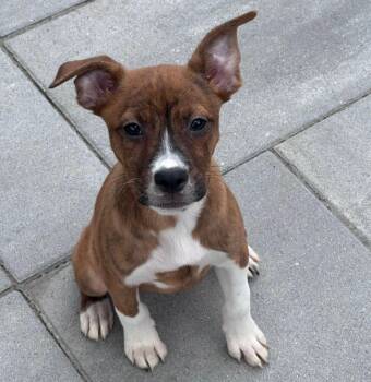 Tilly (AO36802) -  Boxer Dog for Adoption in Kansas City, Kansas - Tilly (AO36802) | PetCurious