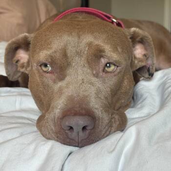 Bort -  Mixed Breed Dog for Adoption in Durham, North Carolina - Bort | PetCurious