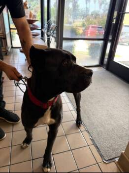 Cane Corso Dogs Available for Adoption in Burbank, California - ROXY | PetCurious