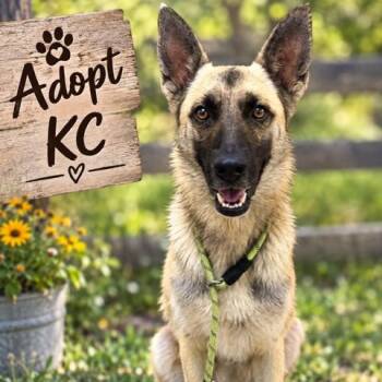 KC -  German Shepherd Dog Dog for Adoption in Williston, Vermont - KC | PetCurious