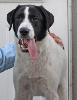 Miles -  Great Pyrenees and English Pointer Dog for Adoption in Wantagh, New York - Miles | PetCurious