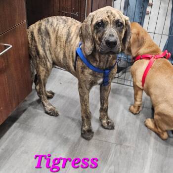 Tigress -  Labrador Retriever and Basset Hound Dog for Adoption in Corpus Christi, Texas - Tigress | PetCurious