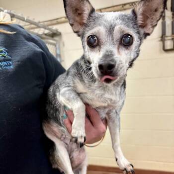 Chihuahua Dogs Available for Adoption in Tyrone, Georgia - Angel 05-1114 | PetCurious