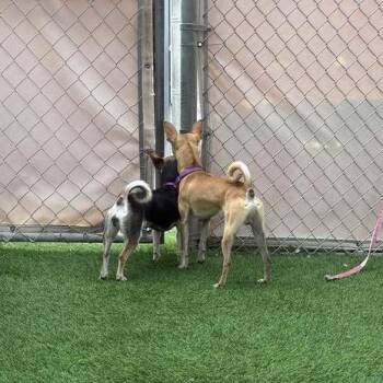 Chihuahua Dogs Available for Adoption - Winston | PetCurious