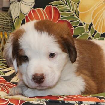 Hound and Beagle Dogs Available for Adoption in Potomac, Maryland - Bruno | PetCurious