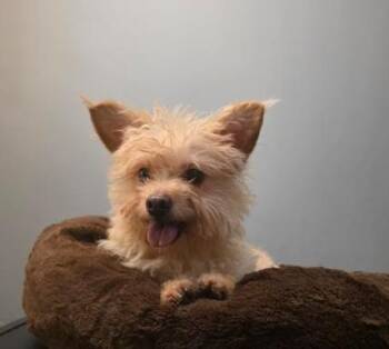 Pip -  Miniature Poodle and Chihuahua Dog for Adoption in Manvel, Texas - Pip | PetCurious