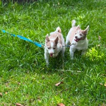 Jolly Jasper -  Pomeranian Dog for Adoption in Savannah, Georgia - Jolly Jasper | PetCurious
