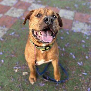 Bullmastiff and American Bulldog Dogs Available for Adoption in Huntington Beach, California - Boss | PetCurious