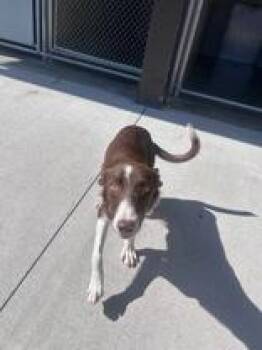 Corn Dog -  Border Collie Dog for Adoption in Steamboat Springs, Colorado - Corn Dog | PetCurious