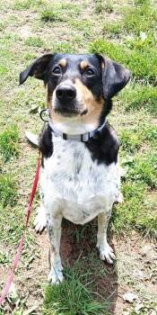 Hound Dogs Available for Adoption in Pegram, Tennessee - STITCH | PetCurious