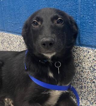 Olivia -  German Shepherd Dog Dog for Adoption in Golden, Colorado - Olivia | PetCurious