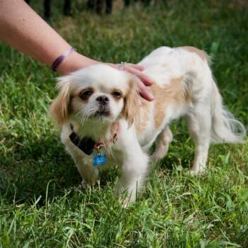 Avery -  Pekingese Dog for Adoption in Hopkinton, Massachusetts - Avery | PetCurious