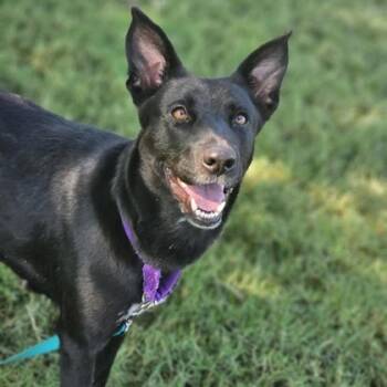 Rescue Labrador Retriever and Mixed Breed Dogs for Adoption in Dallas, Texas - Clawdeen | PetCurious