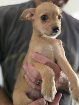 Bambam -  Poodle and Chihuahua Dog for Adoption in Windsor, California - Bambam | PetCurious