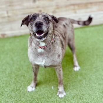 Rescue Cattle Dog Dogs for Adoption in Fort Worth, Texas - Speckles | PetCurious