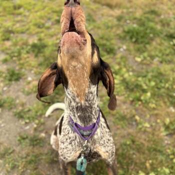 Mingus -  Bluetick Coonhound Dog for Adoption in Enfield, New Hampshire - Mingus | PetCurious