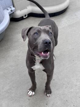 Kenny -  Pit Bull Terrier Dog for Adoption in Hackensack, Minnesota - Kenny | PetCurious