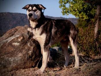 Rescue Husky Dogs for Adoption in San Andreas, California - Moon | PetCurious