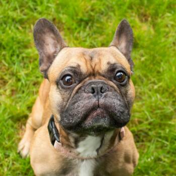 Sean -  French Bulldog Dog for Adoption in Middletown, Rhode Island - Sean | PetCurious