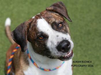 Juju -  Mixed Breed Dog for Adoption in Nashville, Tennessee - Juju | PetCurious