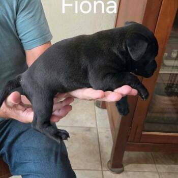 Fiona -  Shepherd and Pit Bull Terrier Dog for Adoption in Wadena, Minnesota - Fiona | PetCurious