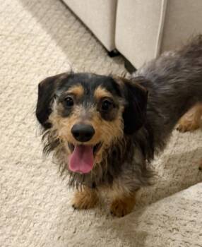 Dachshund and Cairn Terrier Dogs Available for Adoption - Coco | PetCurious
