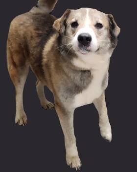 JACKSON -  Great Pyrenees and Shepherd Dog for Adoption in Athens, Alabama - JACKSON | PetCurious