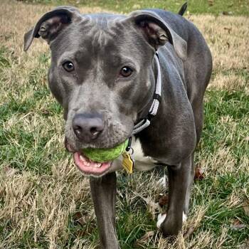 June -  American Staffordshire Terrier Dog for Adoption in Richmond, Virginia - June | PetCurious