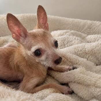 Lily -  Chihuahua Dog for Adoption in Tampa, Florida - Lily | PetCurious