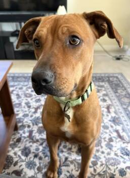 Labrador Retriever and Hound Dogs Available for Adoption - Rue | PetCurious