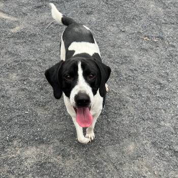 Kingsley -  Hound Dog for Adoption in Quakertown, Pennsylvania - Kingsley | PetCurious